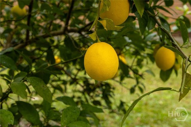 205 Whitehall Avenue, Rincon, GA 31326