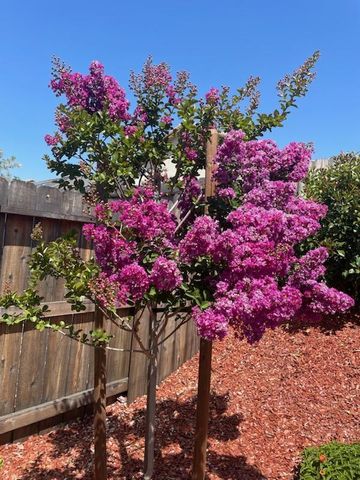 4700 Trumpet Lily Way, Roseville, CA 95747