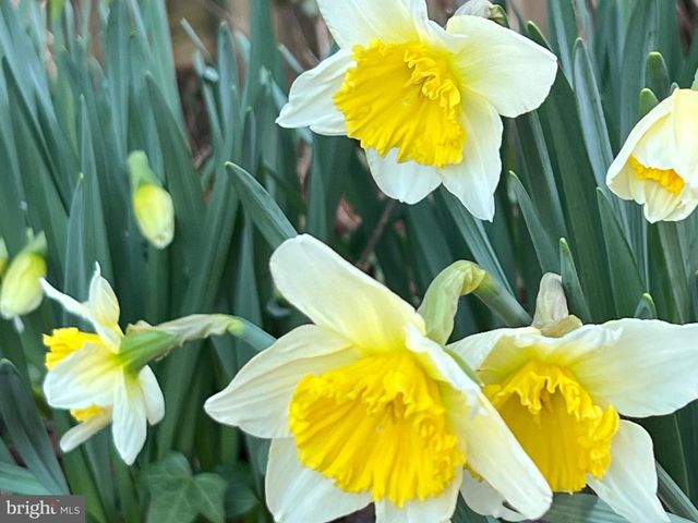 601 SIDELING CT NE, Vienna, VA 22180