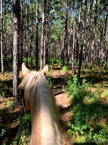 3428 N Bravo Drive, Beverly Hills, FL 34465