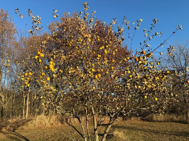 16534 110th Street, Milo Twp, MN 56330