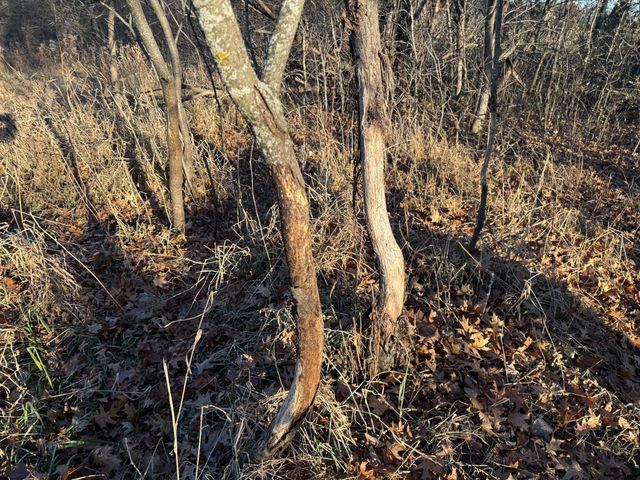 16534 110th Street, Milo Twp, MN 56330