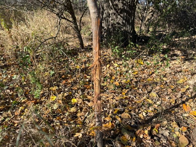 16534 110th Street, Milo Twp, MN 56330