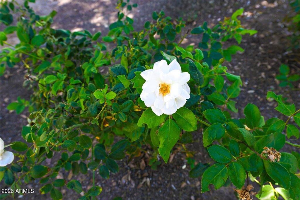 Image 35 of property listing at 15336 W CHARTER OAK Road, Surprise, AZ 85379