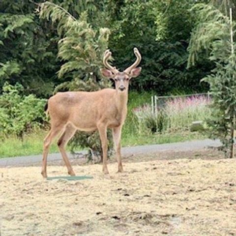 231 E Wood Lane, Shelton, WA 98584