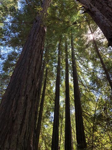 38555 Hauser Bridge Rd, Cazadero, CA 95421