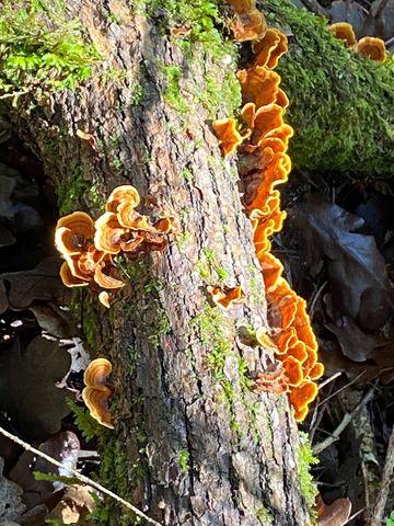 38555 Hauser Bridge Rd, Cazadero, CA 95421