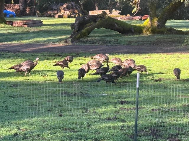 38555 Hauser Bridge Rd, Cazadero, CA 95421