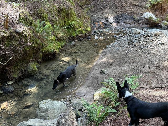 38555 Hauser Bridge Rd, Cazadero, CA 95421