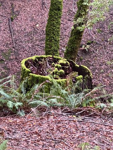 38555 Hauser Bridge Rd, Cazadero, CA 95421