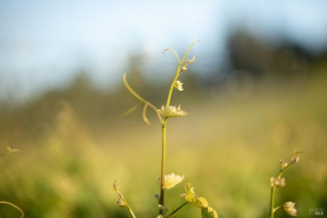 38555 Hauser Bridge Rd, Cazadero, CA 95421