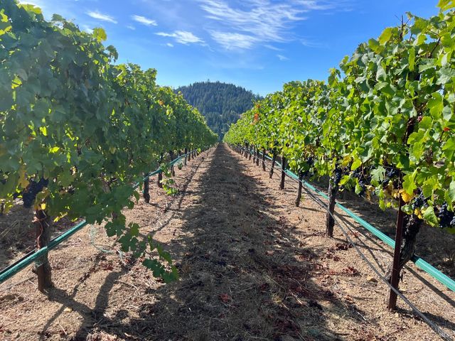 38555 Hauser Bridge Rd, Cazadero, CA 95421