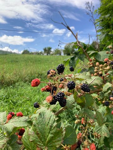 26 Carter Road, Johnson, VT 05656