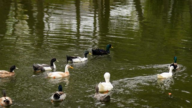 2605 Sam Bass RD 107, Round Rock, TX 78681