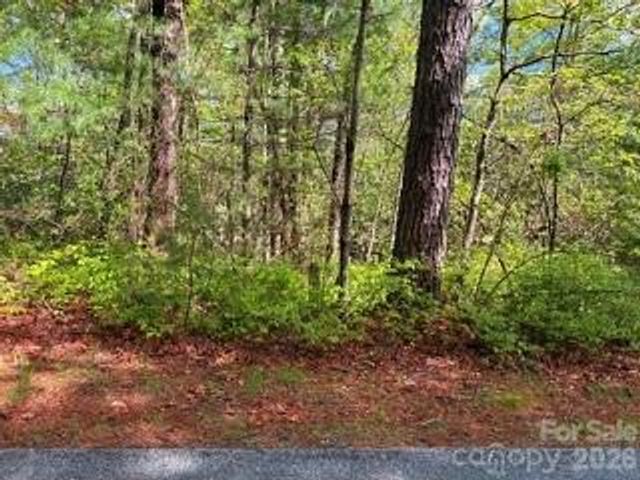 FR16 opossum Path FR 16, Brevard, NC 28712