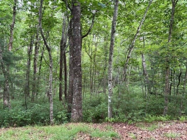 FR16 opossum Path FR 16, Brevard, NC 28712