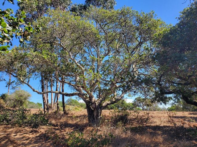 19705 Moonglow Road, Salinas, CA 93907