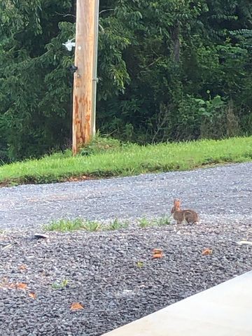 557 Ward Hollow Road, Shelbyville, TN 37160