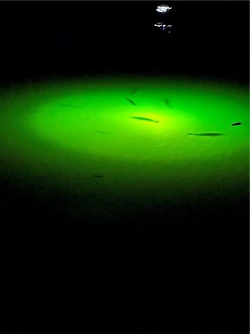 2206 Bienville Boulevard, Dauphin Island, AL 36528