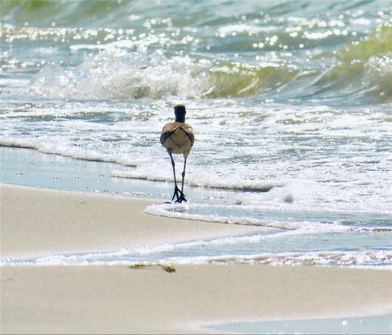 2206 Bienville Boulevard, Dauphin Island, AL 36528