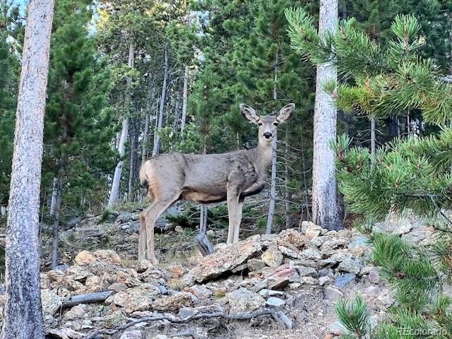 86 Yarrow Trail, Evergreen, CO 80439