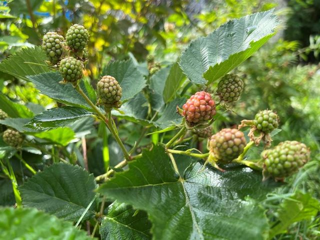 310 E Emma Avenue, Des Moines, IA 50315