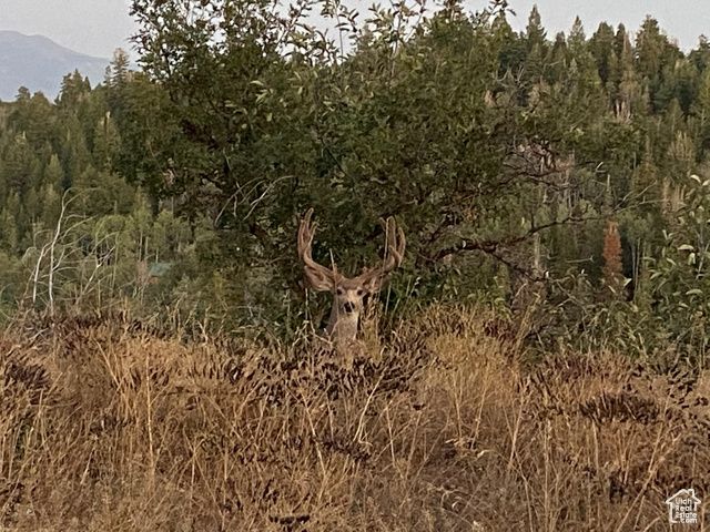 2043 S PINE MEADOWS DR, Coalville, UT 84017