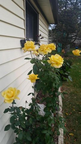 10525 W Rae AVENUE, Milwaukee, WI 53225