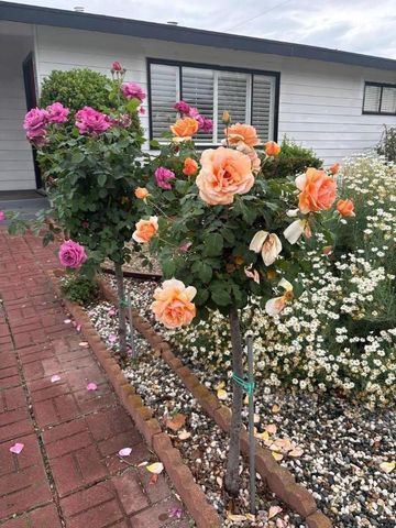 1083 Heatherstone Avenue, Sunnyvale, CA 94087