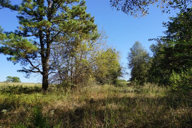 cr4301 Plainview Road, Naples, TX 75571