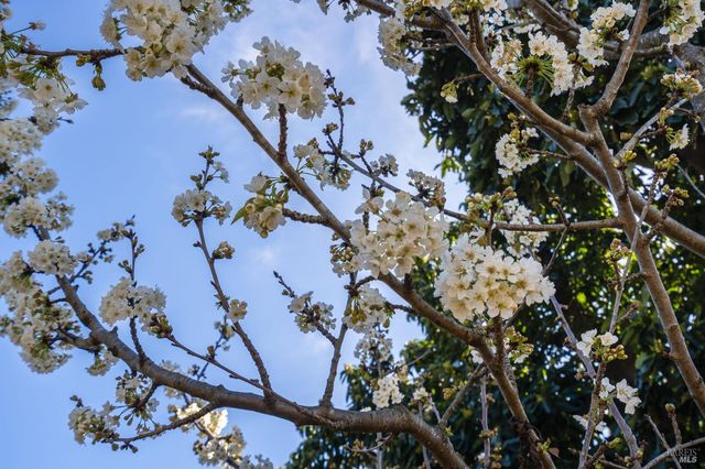 939 Champion Ln, Deer Park, CA 94576