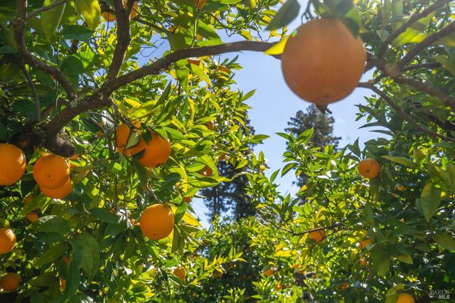 939 Champion Ln, Deer Park, CA 94576