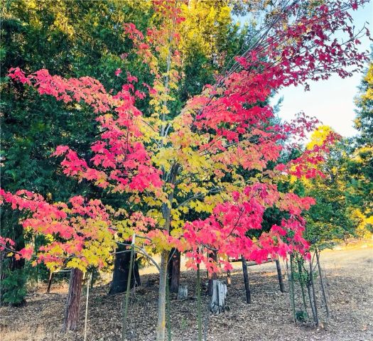 7072 Cranes Nest Road, Mariposa, CA 95338