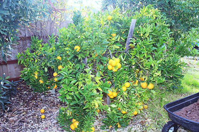 2093 Victor Avenue, 31, Redding, CA 96002