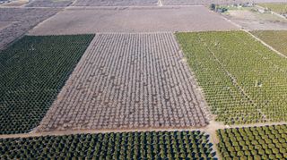 Ave 84, Terra Bella, CA 93270