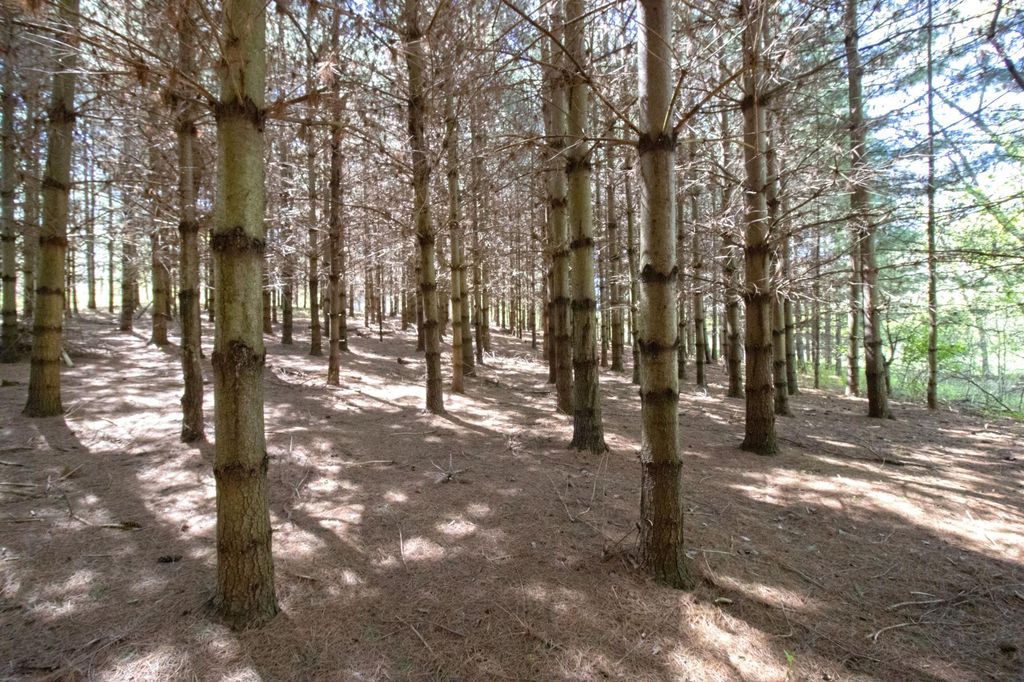 TBD Nueman Trail, Lindstrom, MN 55045 — photo 5