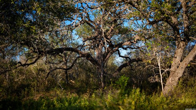 7869 County Road 203, Beeville, TX 78102