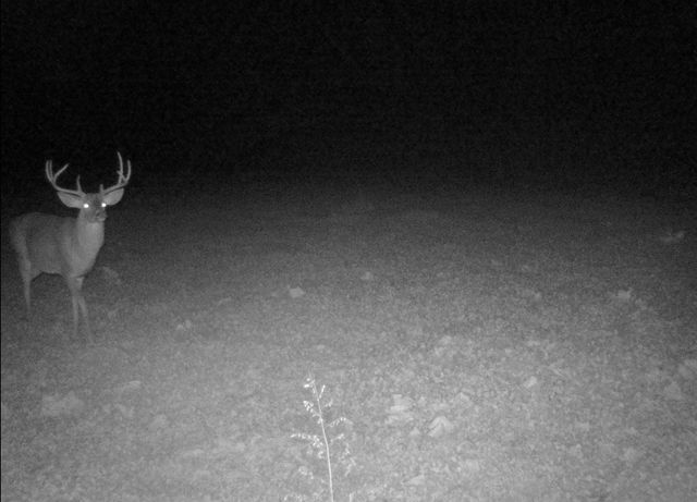 0 Lewisburg Hwy, Pulaski, TN 38478