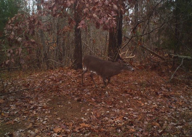 0 Lewisburg Hwy, Pulaski, TN 38478