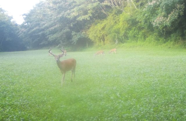 0 Lewisburg Hwy, Pulaski, TN 38478