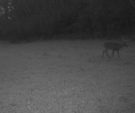 0 Lewisburg Hwy, Pulaski, TN 38478