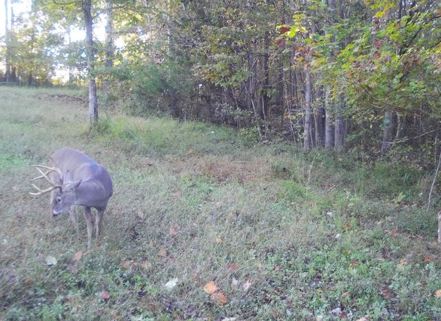 0 Lewisburg Hwy, Pulaski, TN 38478