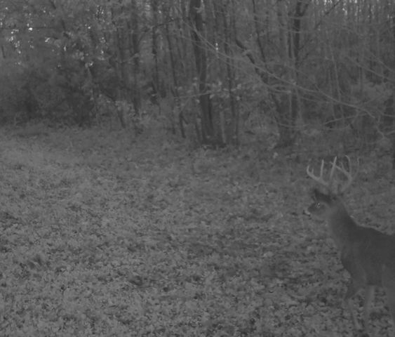 0 Lewisburg Hwy, Pulaski, TN 38478