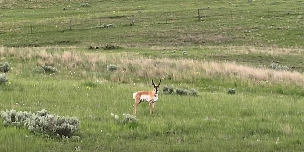 314 Oilfield Road, Glendive, MT 59326 photo 23