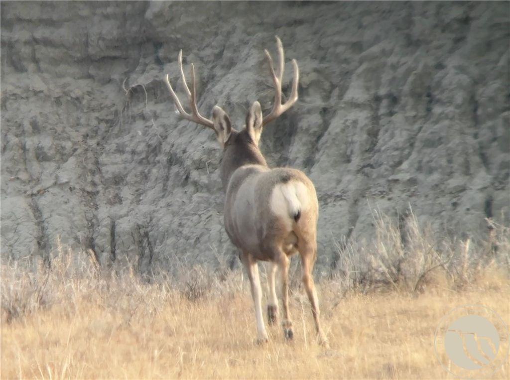 314 Oilfield Road, Glendive, MT 59326 photo 4