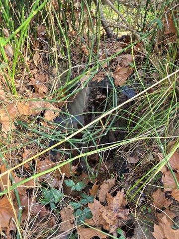 TBD Dejardo Lane, Coldspring, TX 77331