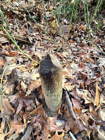 TBD Dejardo Lane, Coldspring, TX 77331