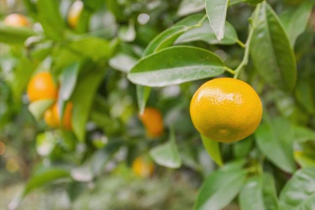 1242 Wagon Way, Gilroy, CA 95020