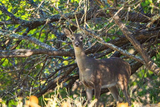 852 SD 24755, Rocksprings, TX 78880