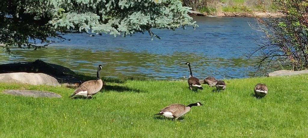 2725 River Bend Lane, Stevensville, MT 59870 photo 77